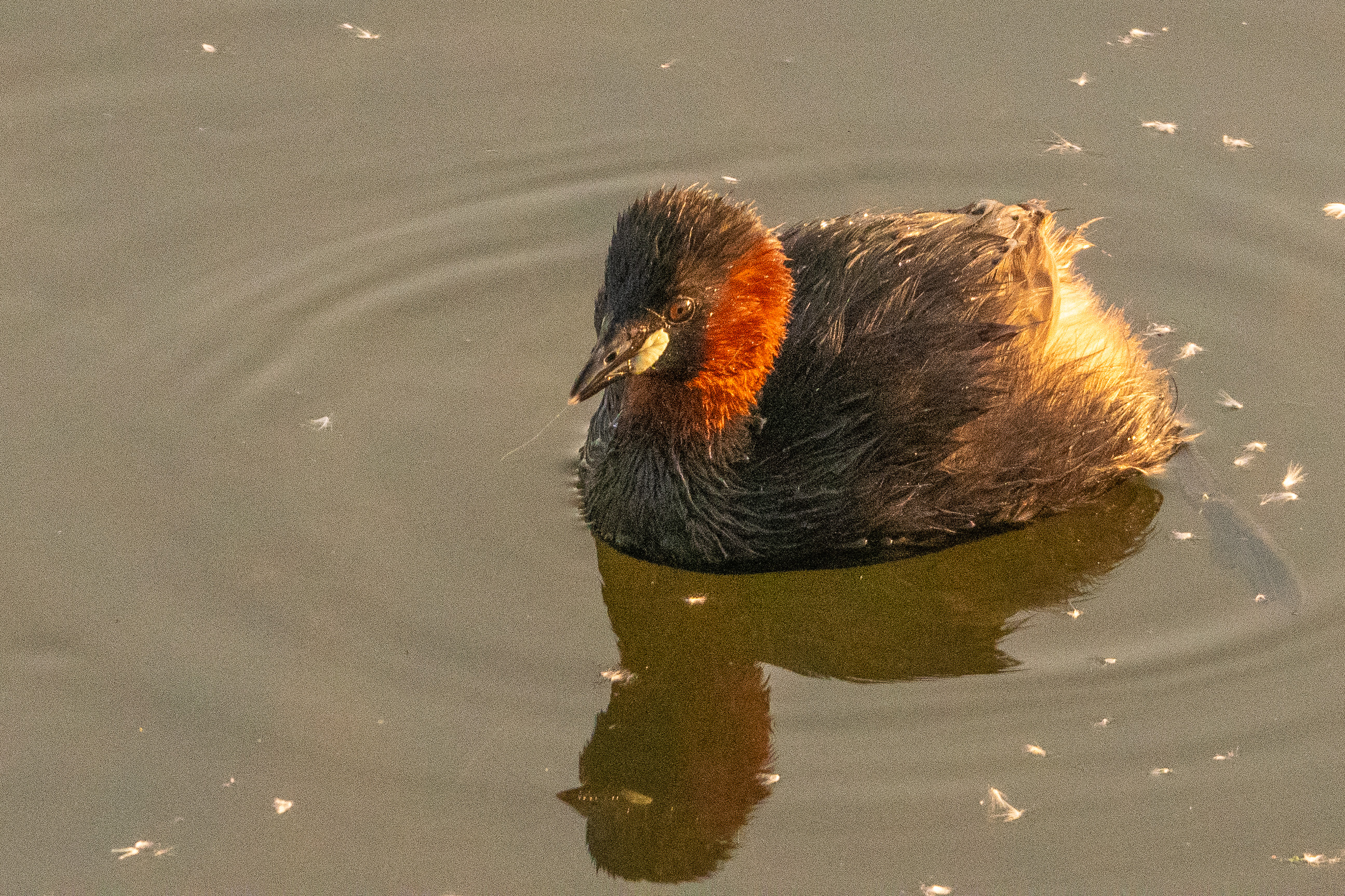 Grèbe castagneux (Little grebe, Tachybaptus ruficollis) adulte nuptial éclairé par les rayons du soleil couchant, Réserve naturelle de Mont-Bernanchon, Hauts de France.